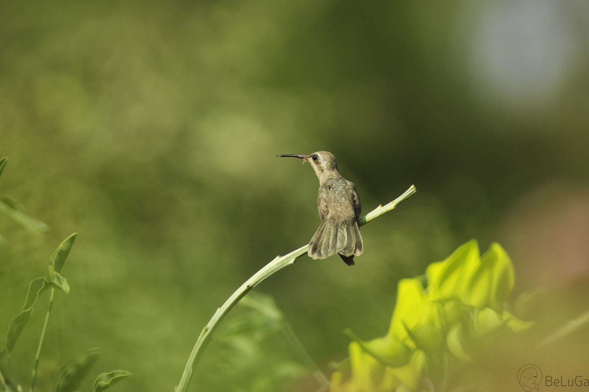 Dusky Hummingbird - Bernardo Lugo García