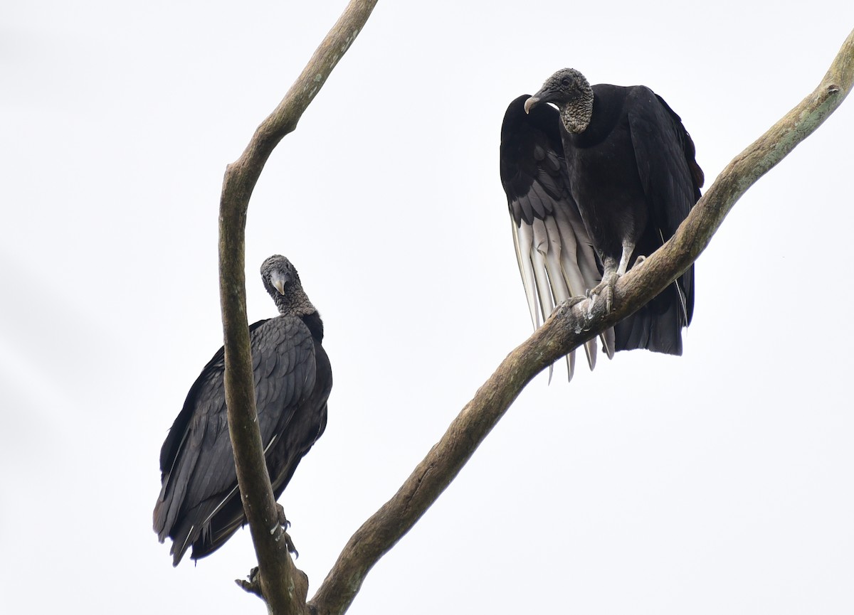 Black Vulture - Luiz Moschini