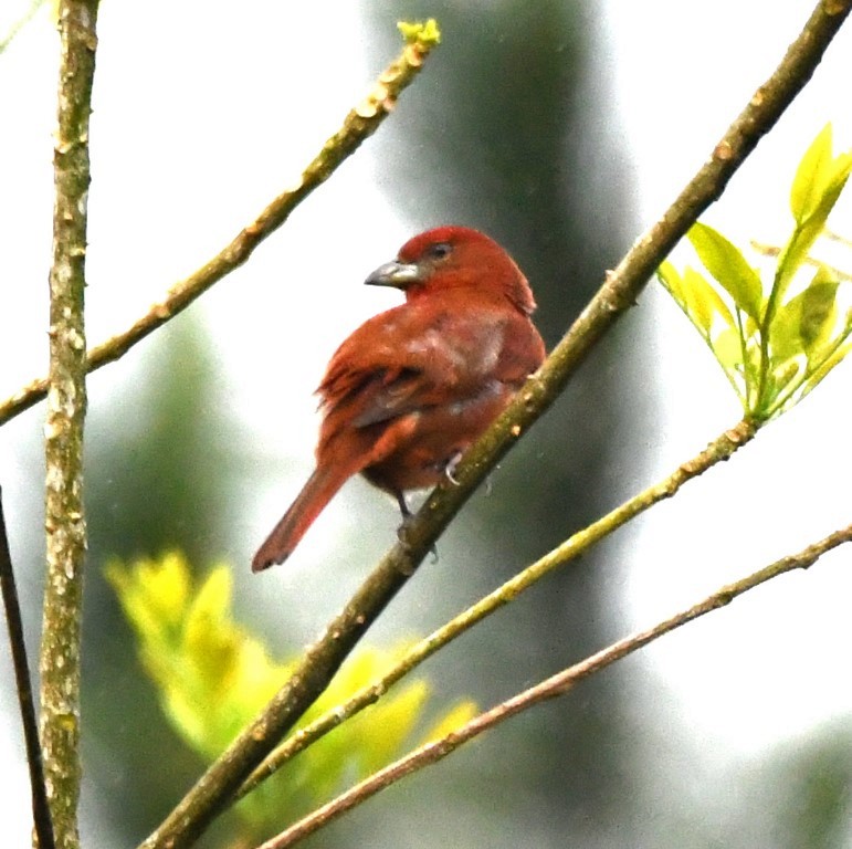 Hepatic Tanager - Steve Davis