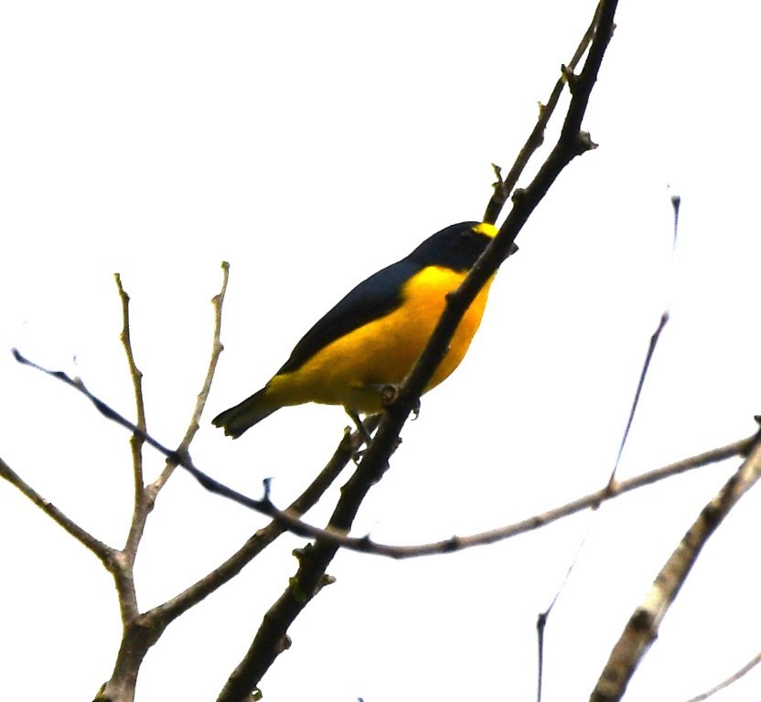 Yellow-throated Euphonia - Steve Davis