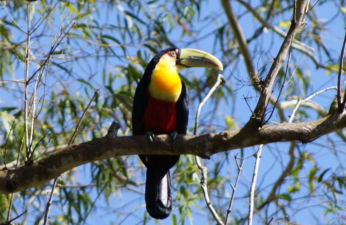 Red-breasted Toucan - ML103359441
