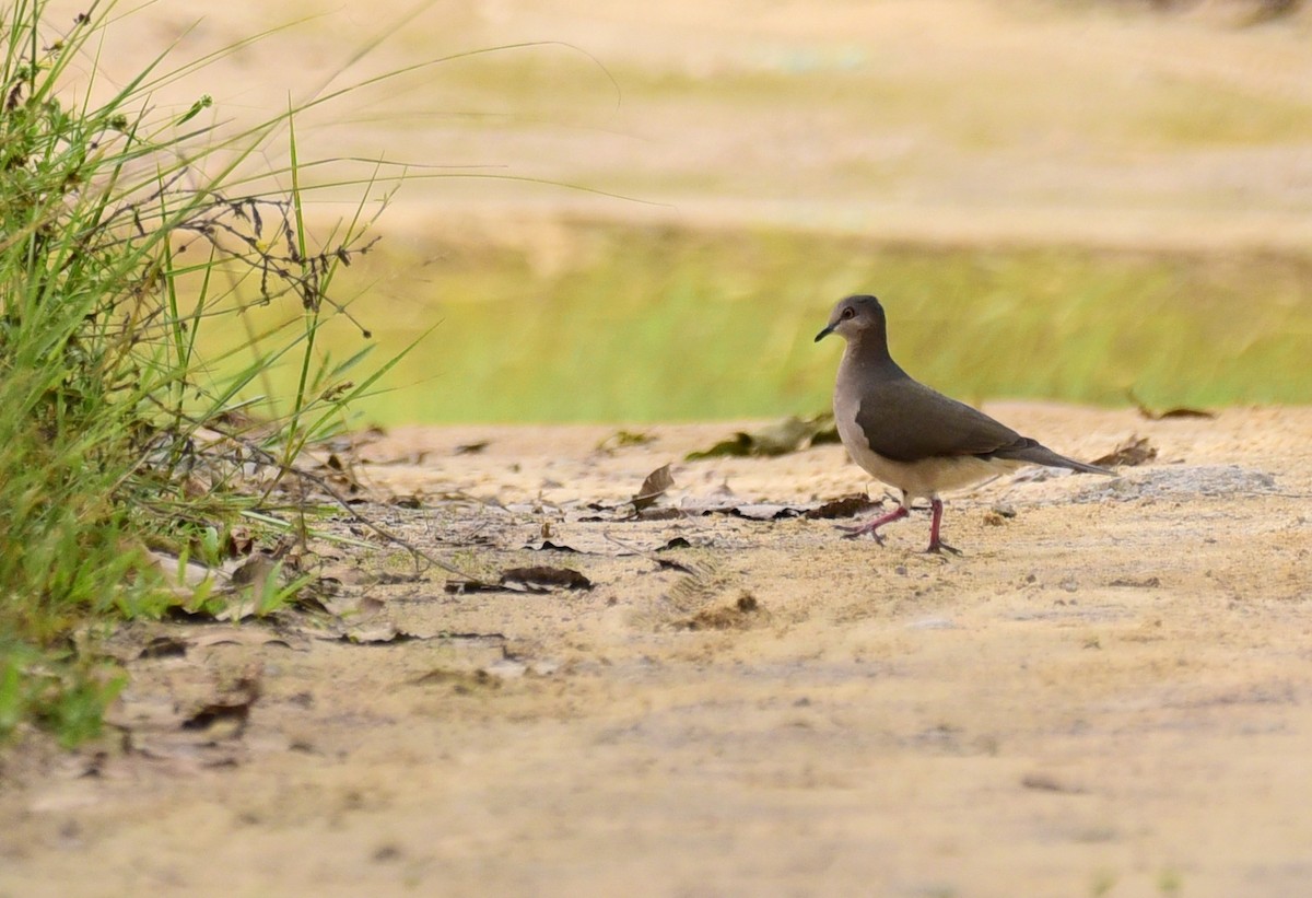 White-tipped Dove - ML103360031