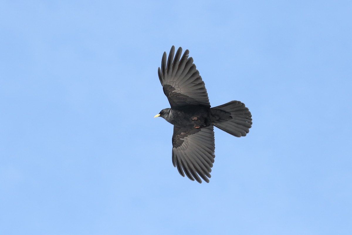 Yellow-billed Chough - ML103360291