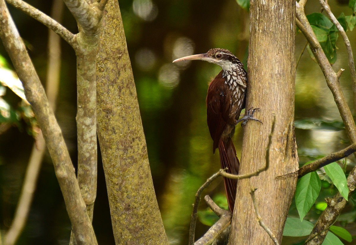 Long-billed Woodcreeper - ML103360301