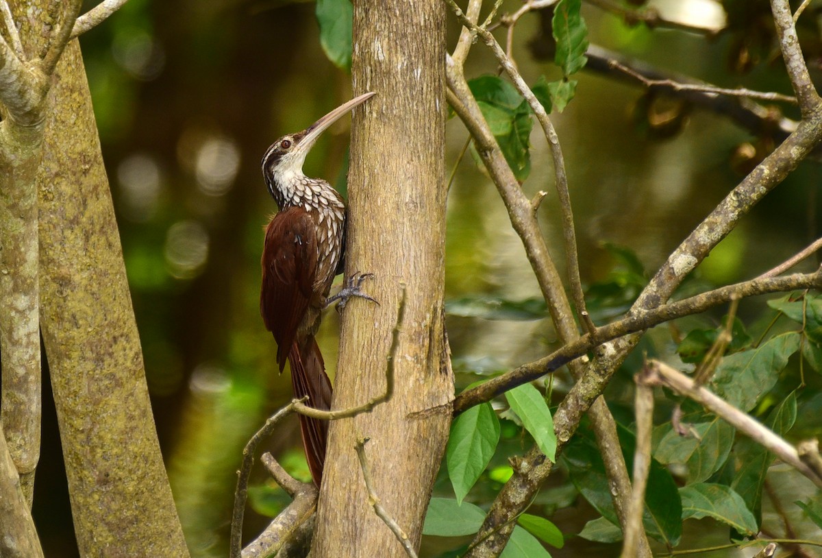 Long-billed Woodcreeper - ML103360331