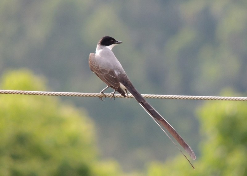 Fork-tailed Flycatcher - ML103360451