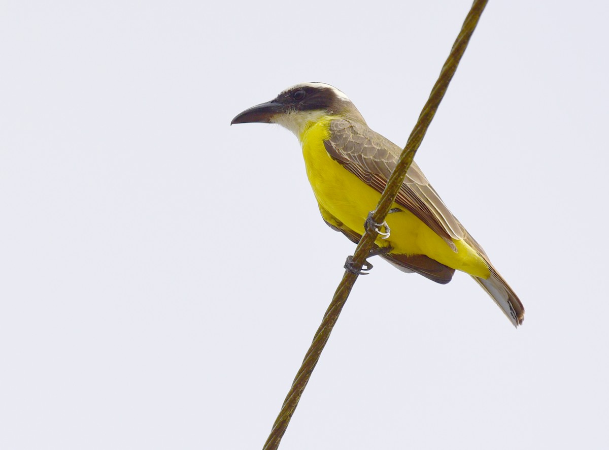 Boat-billed Flycatcher - ML103360471