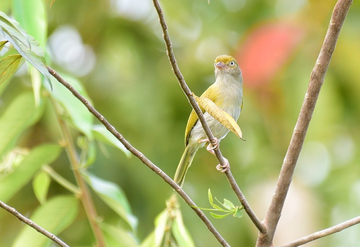 Gray-chested Greenlet - ML103360481