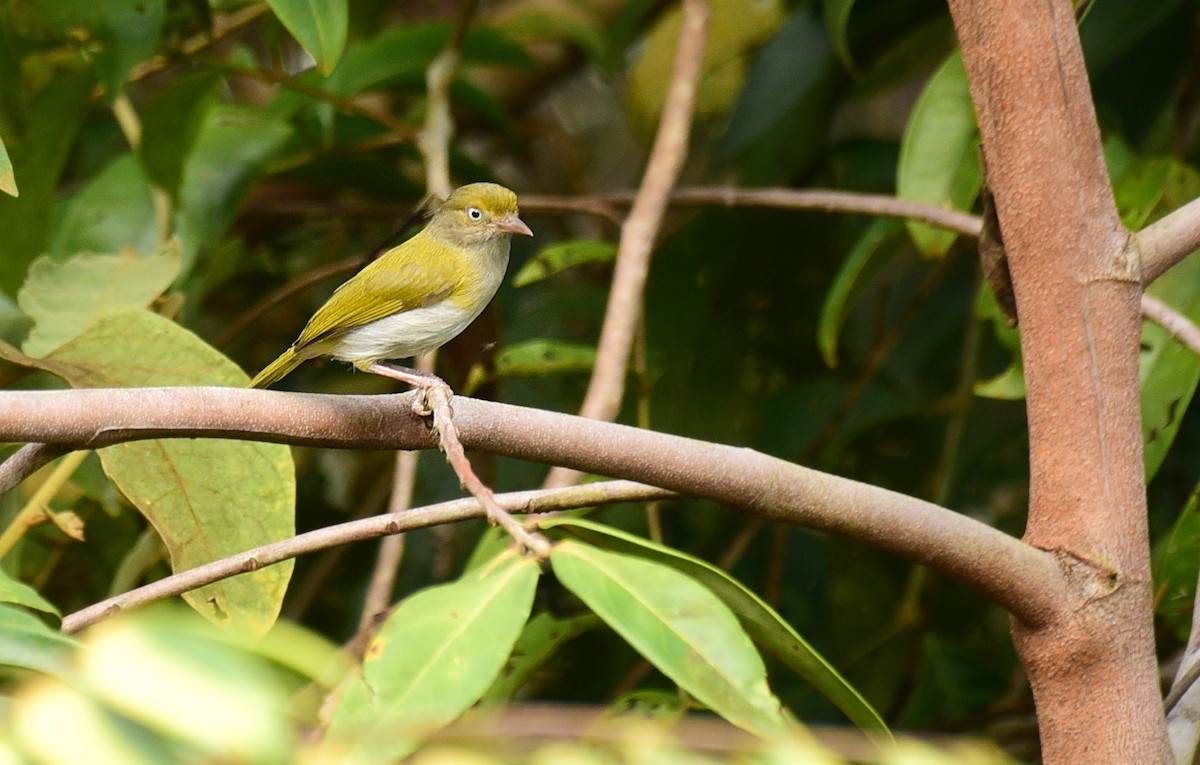 gråbrystvireo - ML103360531