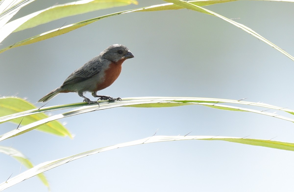 Chestnut-bellied Seedeater - ML103360601