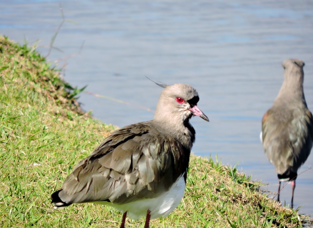 Southern Lapwing - ML103360611