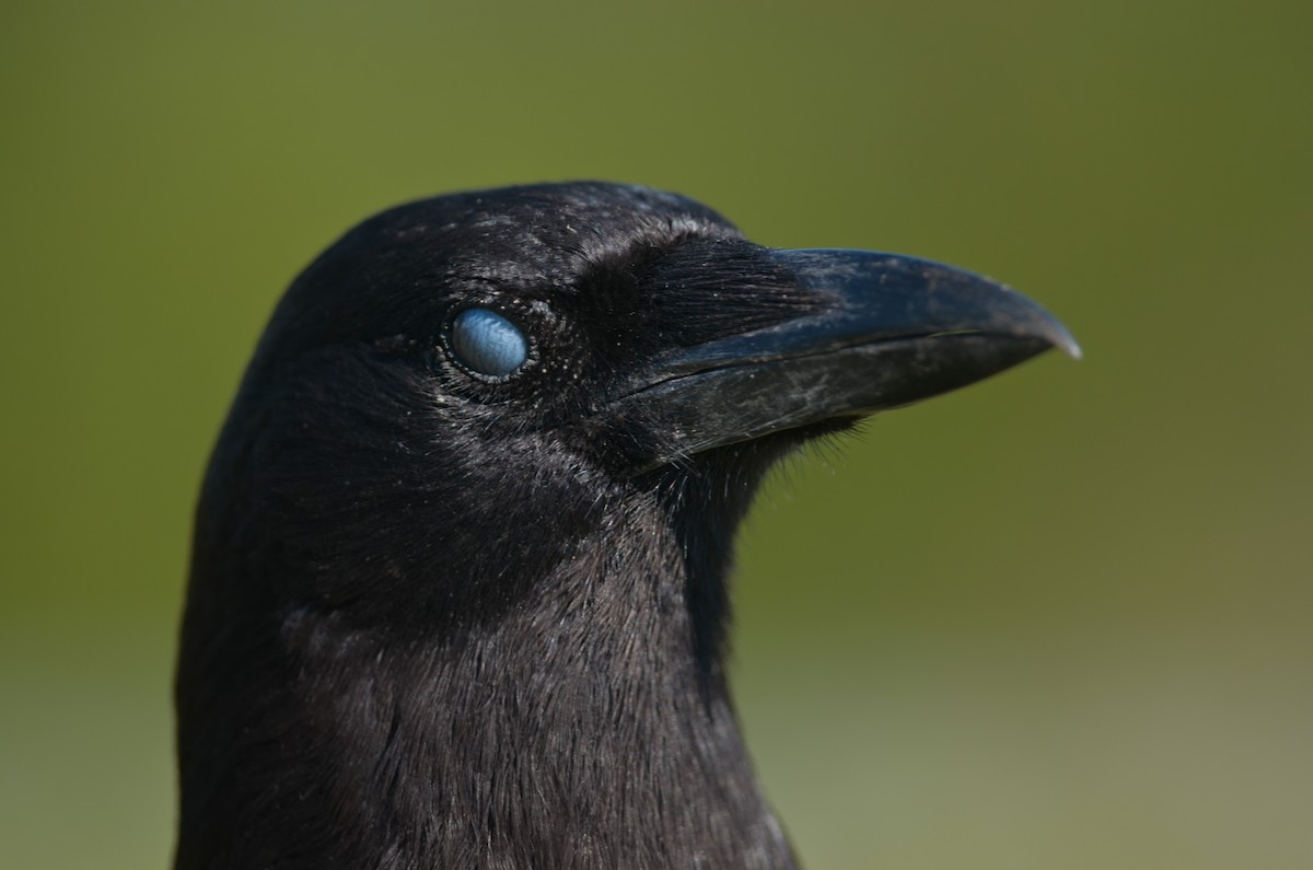 American Crow - Nathaniel Sharp