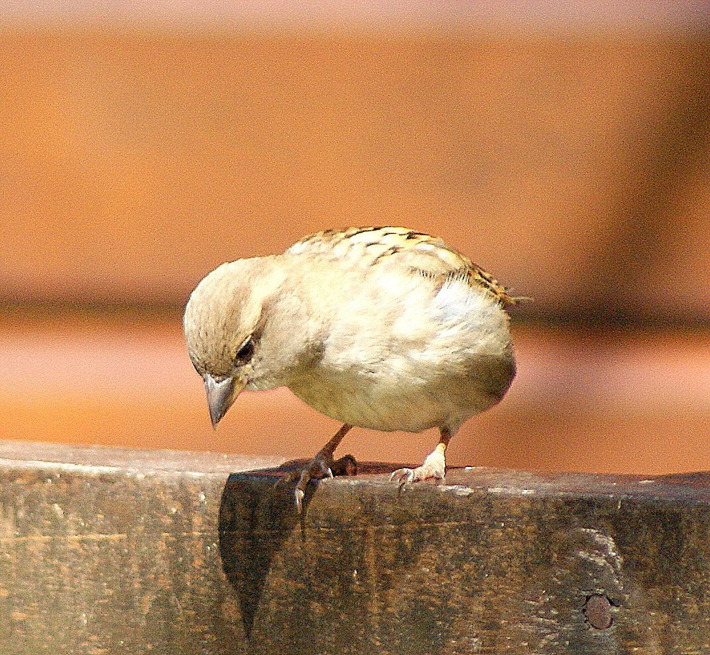 House Sparrow - ML103360811