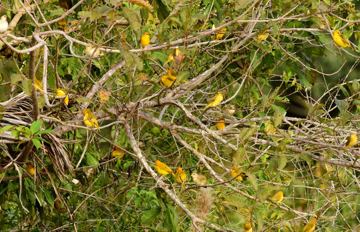 Orange-fronted Yellow-Finch - ML103361031