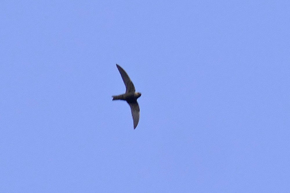 Black Swift - ML103361081