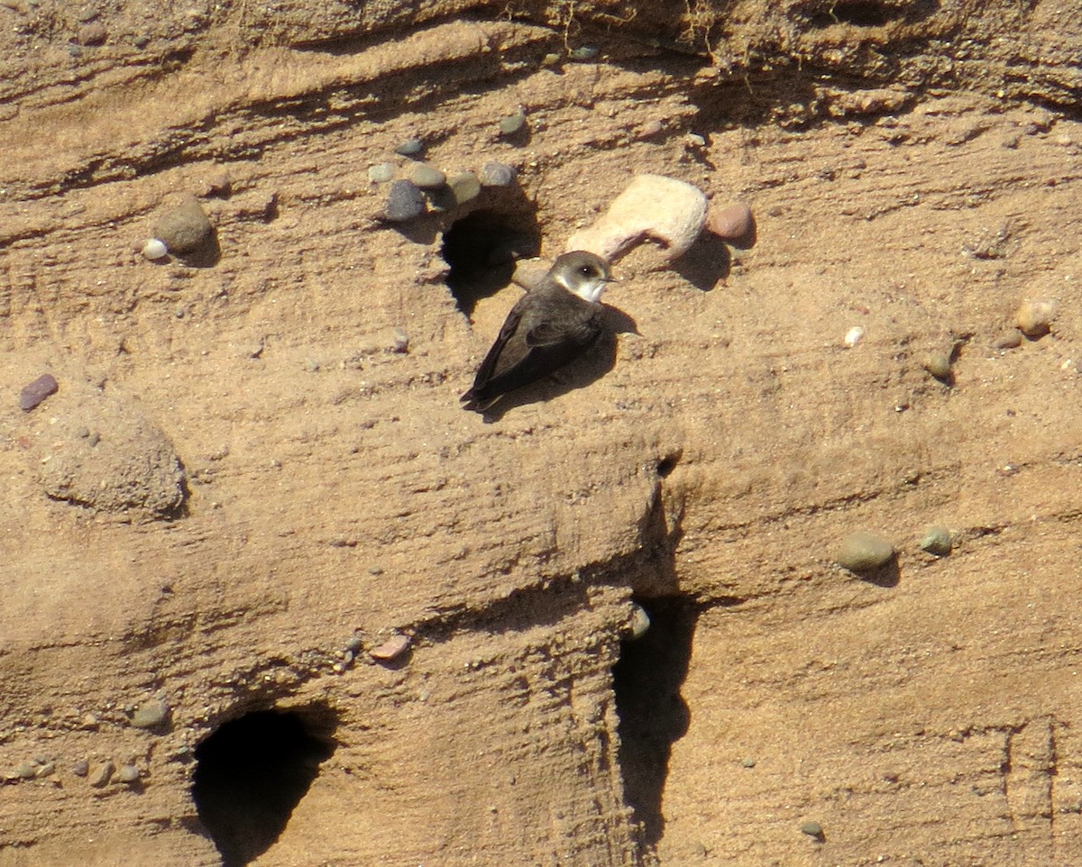 Bank Swallow - ML103361561