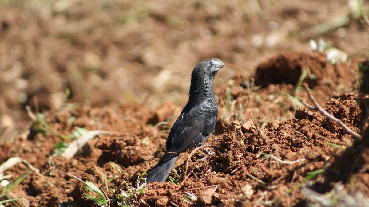 Smooth-billed Ani - ML103361951