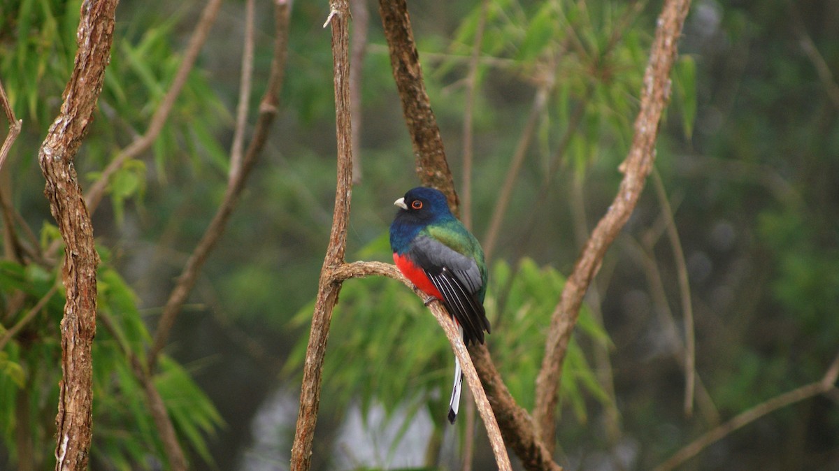 Surucua Trogon - ML103362131