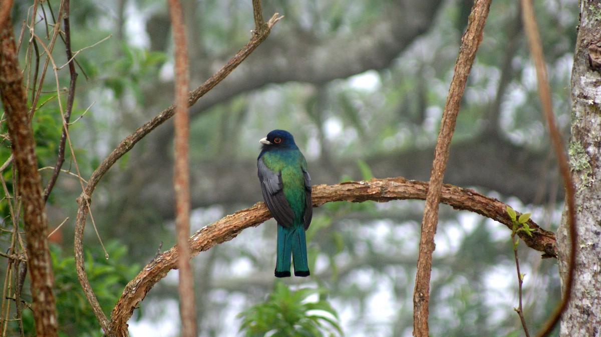 Surucua Trogon - ML103362371