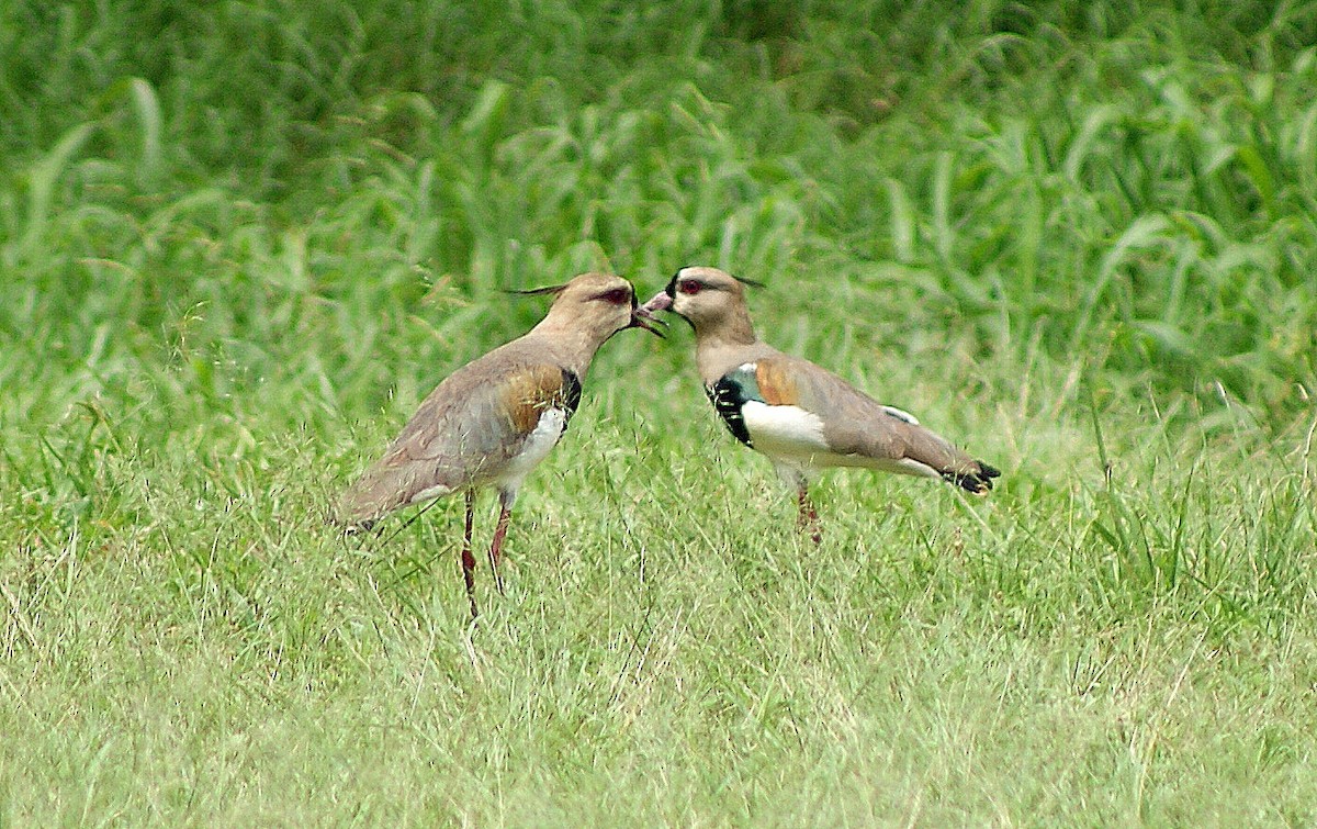 Southern Lapwing - ML103362571