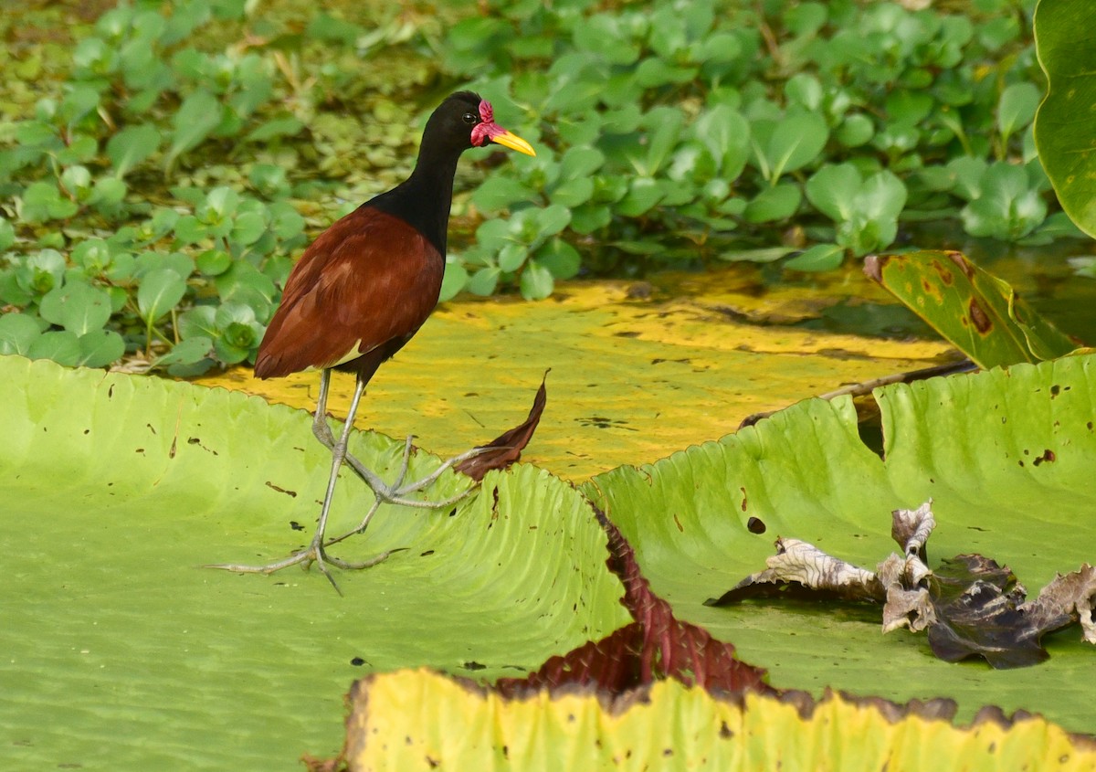 Wattled Jacana - Luiz Moschini