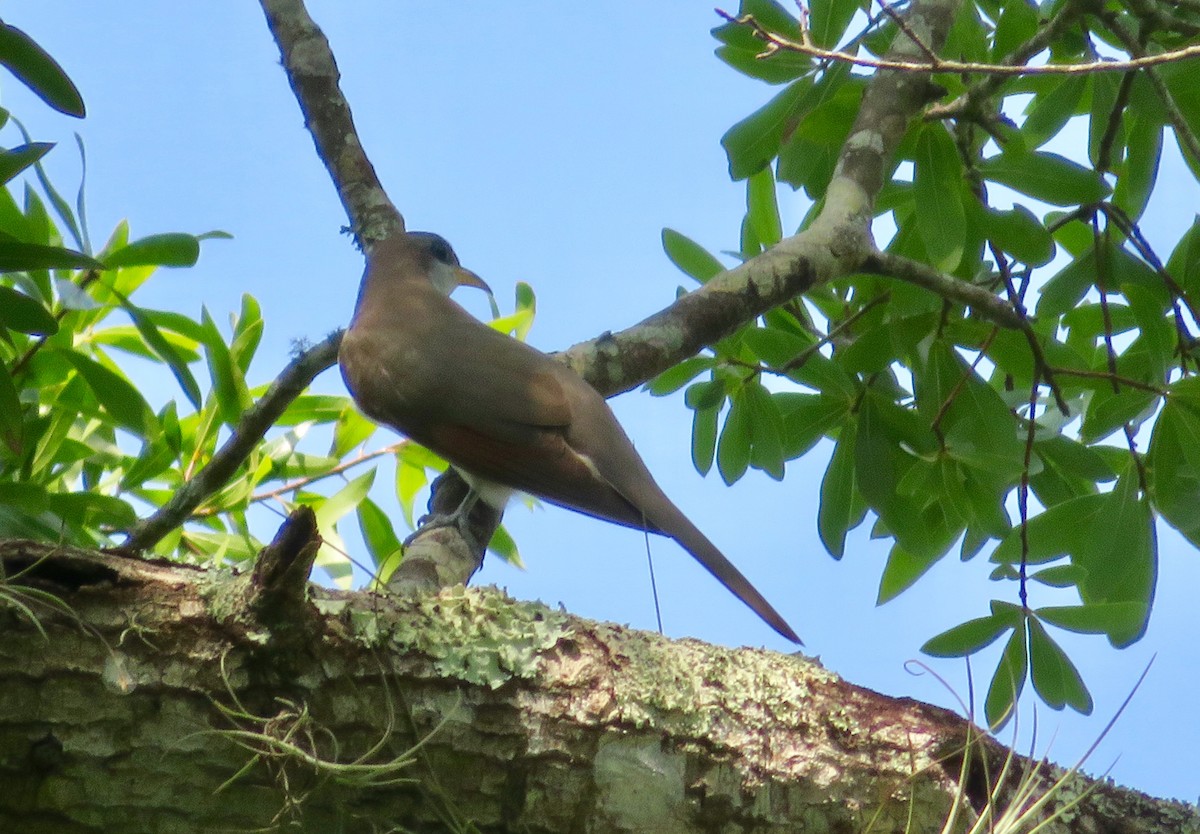 Yellow-billed Cuckoo - ML103364061