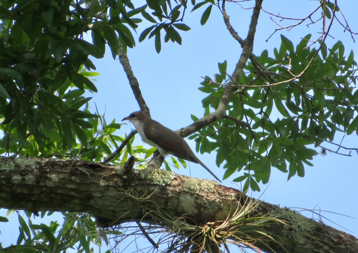 Yellow-billed Cuckoo - ML103364081