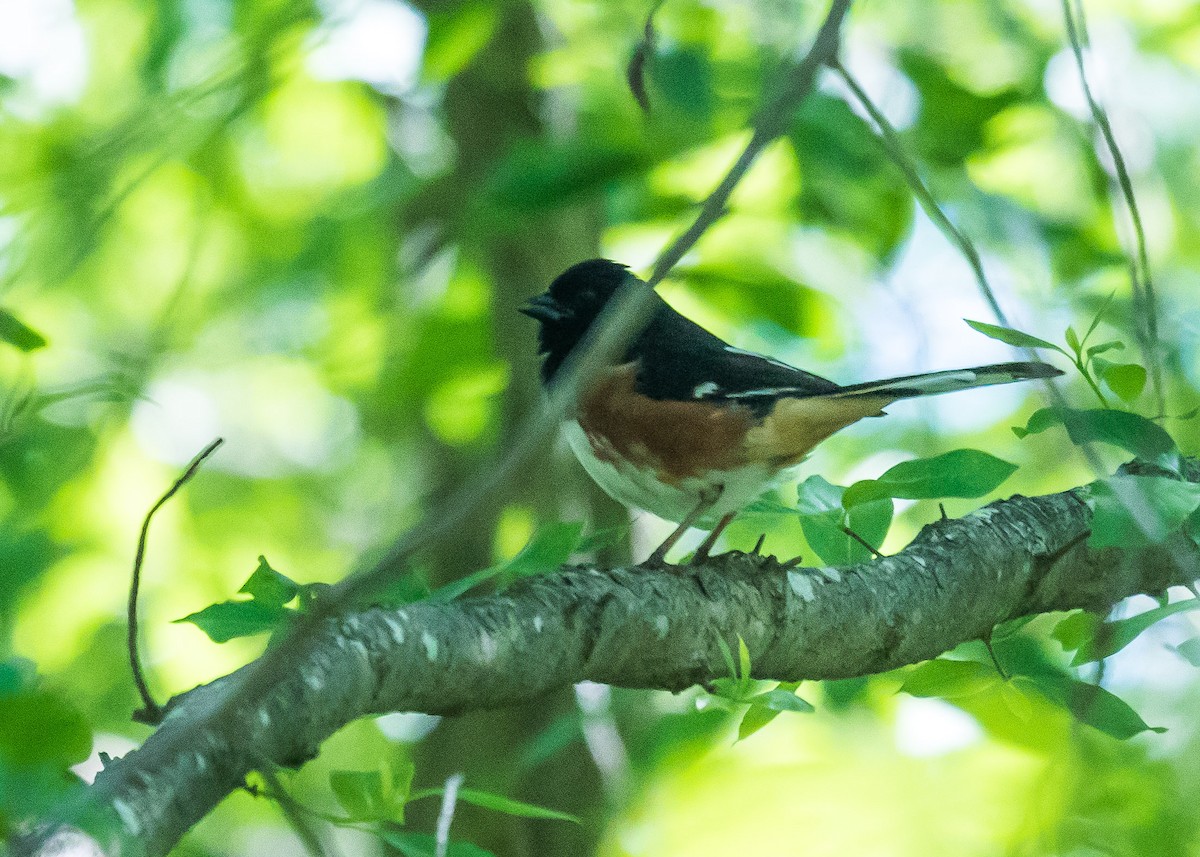 Eastern Towhee - ML103365701