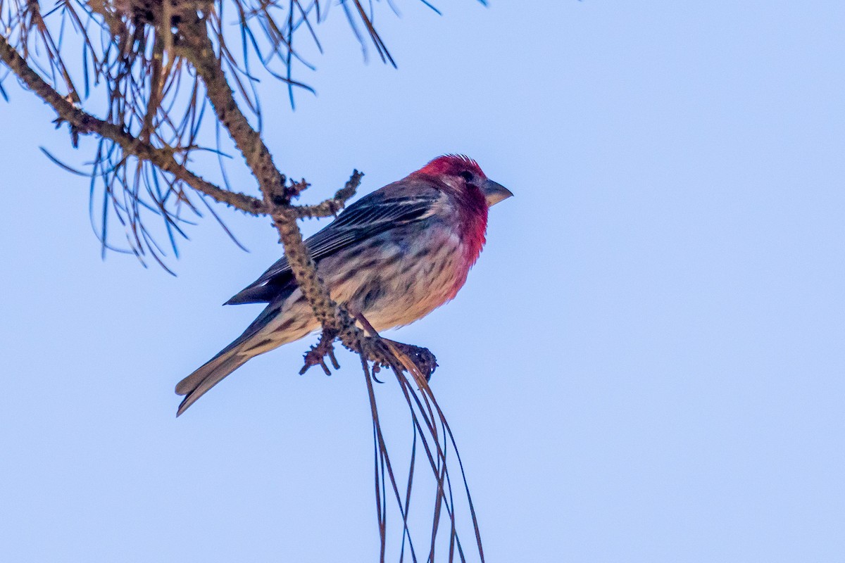 House Finch - ML103365891