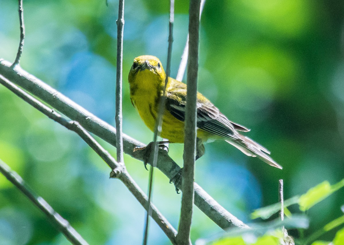 Pine Warbler - ML103365911