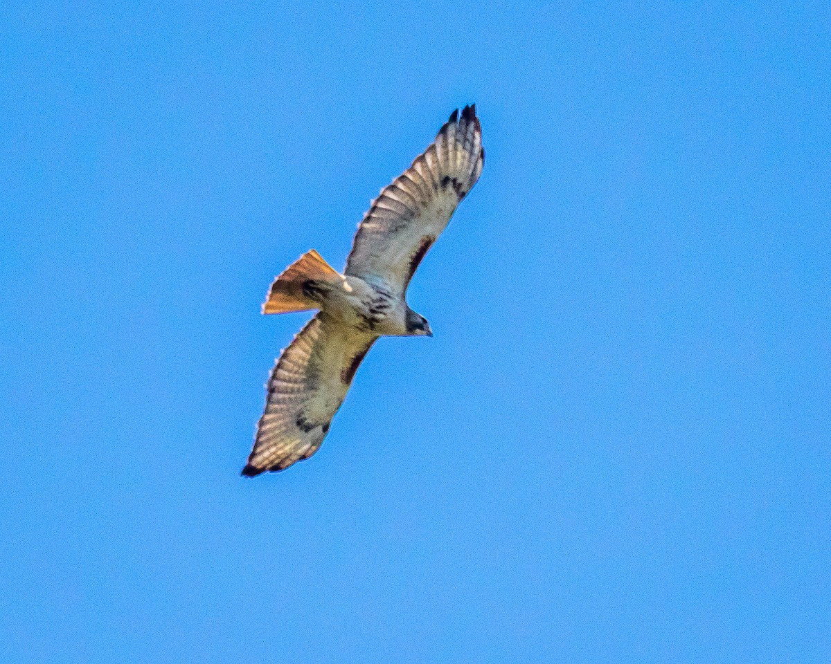 Red-tailed Hawk - ML103365921