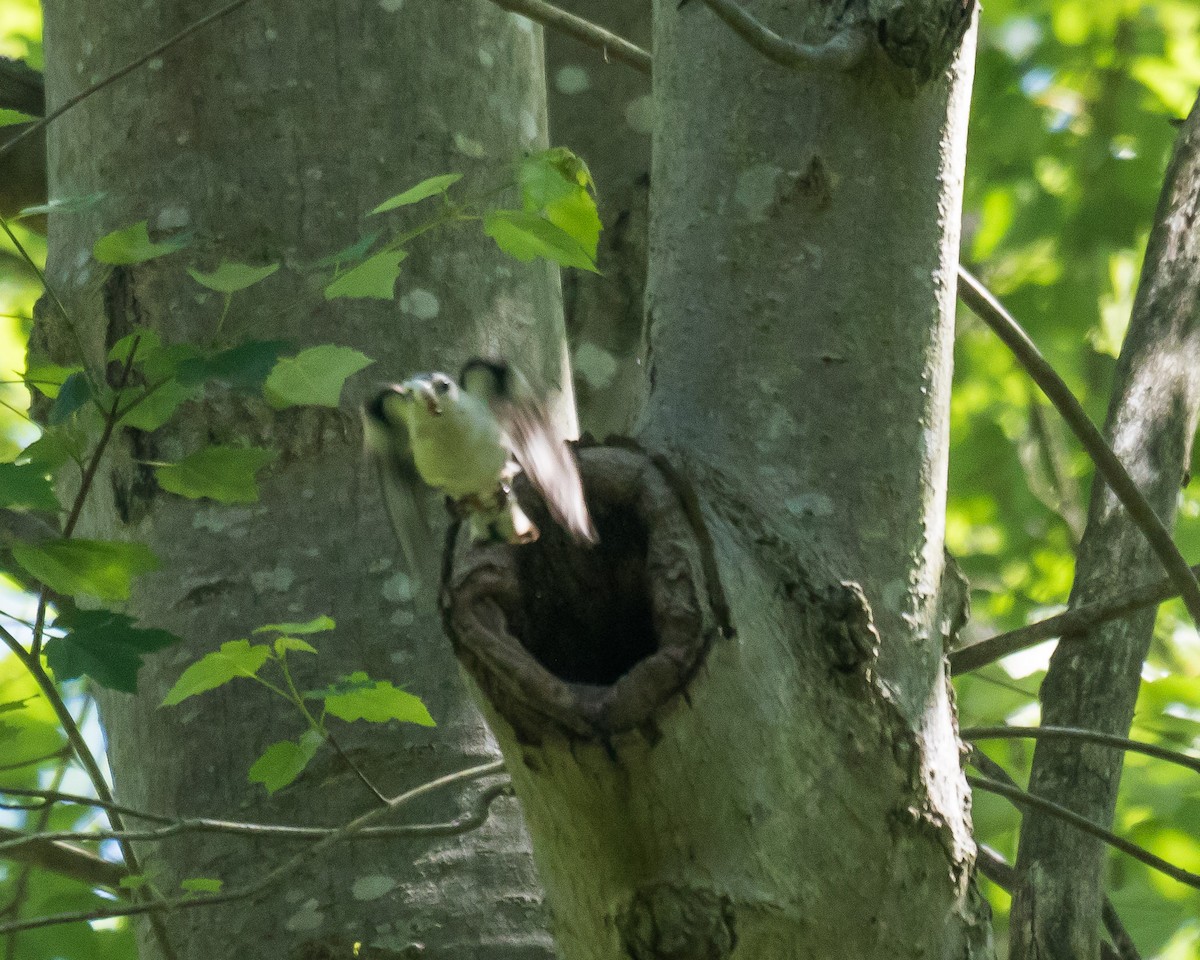 White-breasted Nuthatch - ML103366001