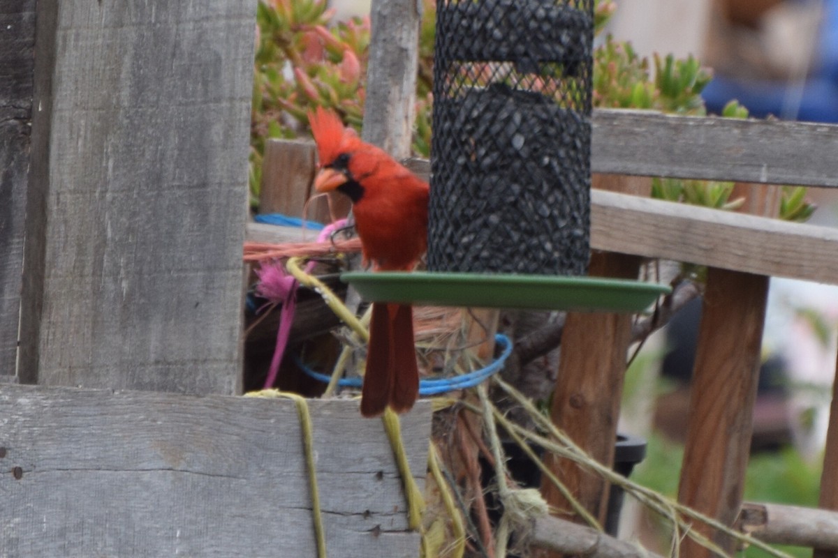 Northern Cardinal - ML103366441