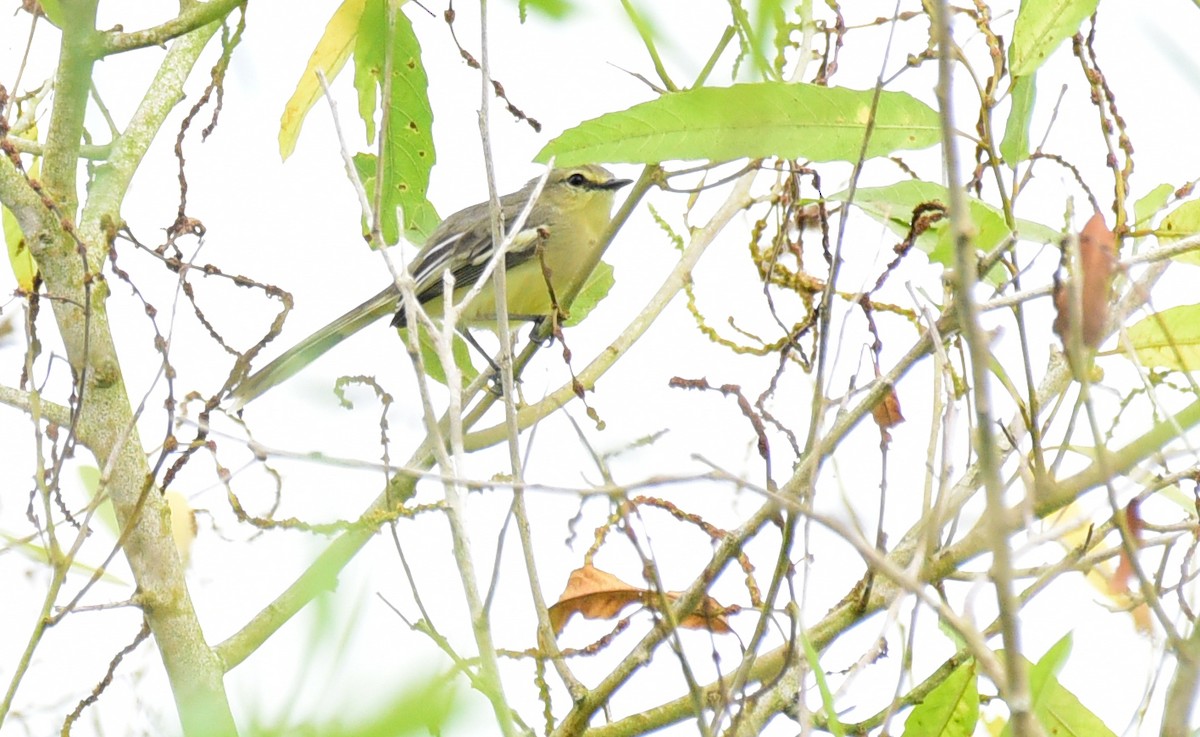 Lesser Wagtail-Tyrant - Luiz Moschini