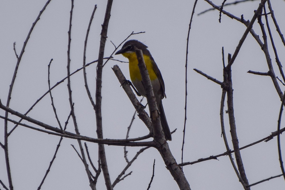 Yellow-breasted Chat - ML103366471