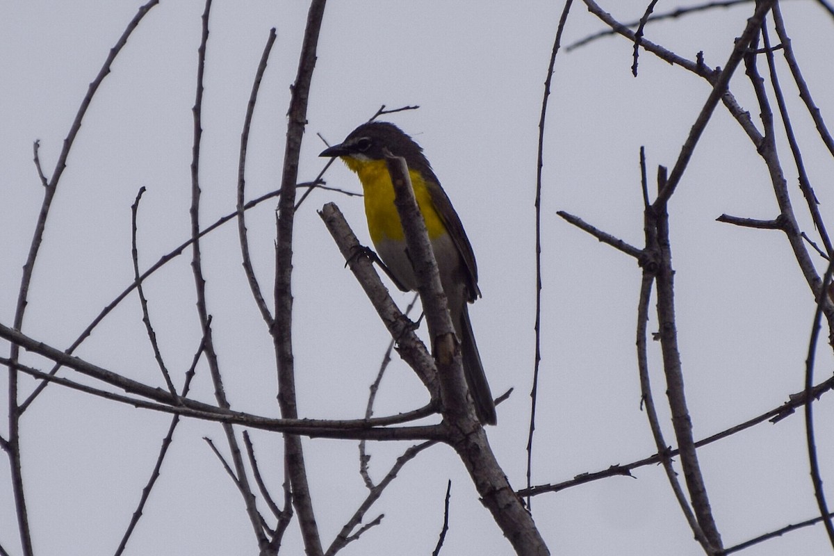 Yellow-breasted Chat - ML103366481