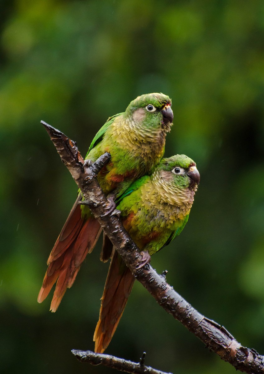 Maroon-bellied Parakeet - ML103366581