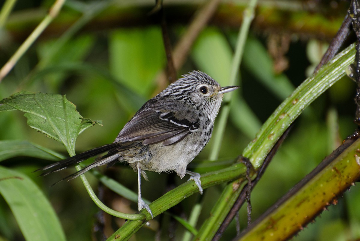 Tiluchí Estriado Oriental - ML103366721