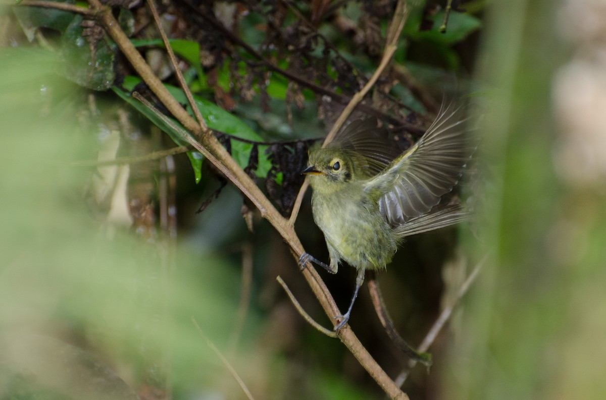 Oustalet's Tyrannulet - ML103367061