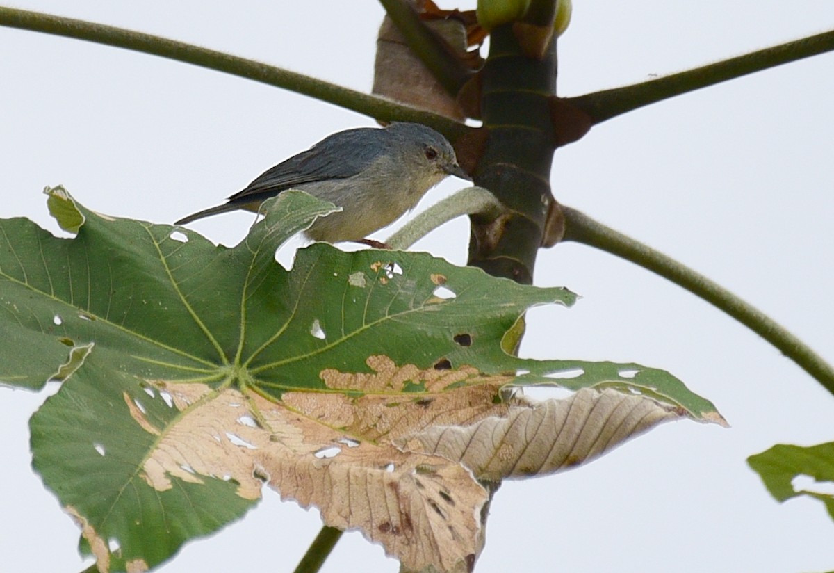 Pearly-breasted Conebill - ML103367421