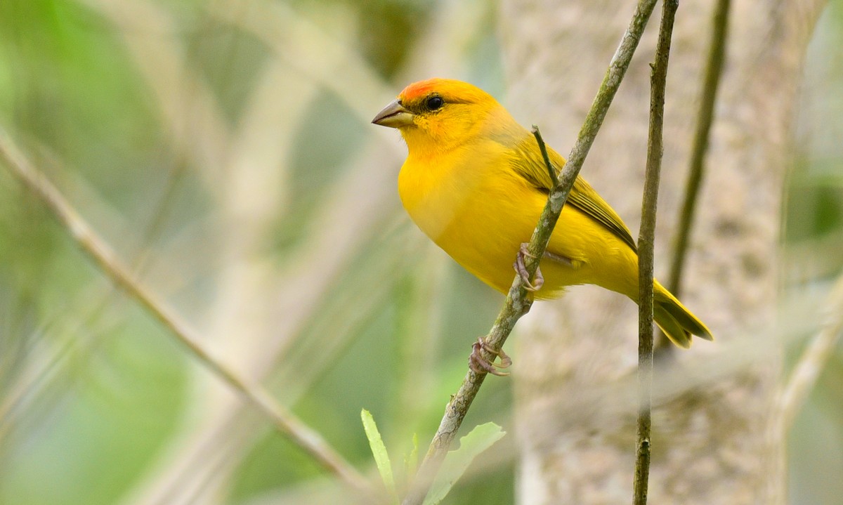 Orange-fronted Yellow-Finch - Luiz Moschini
