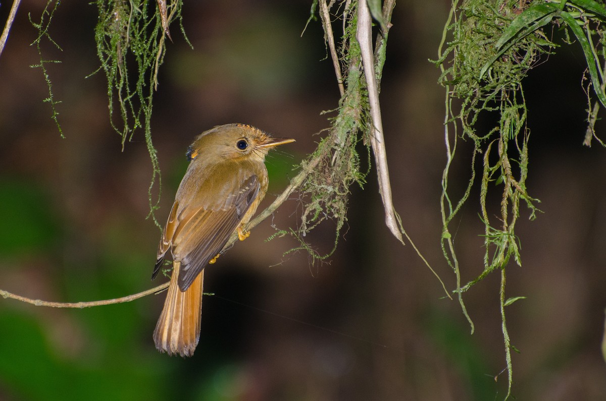 Atlantic Royal Flycatcher - ML103367621