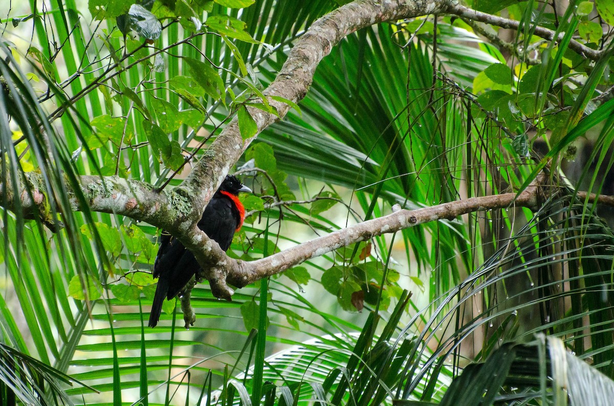 Red-ruffed Fruitcrow - Marcos Eugênio Birding Guide