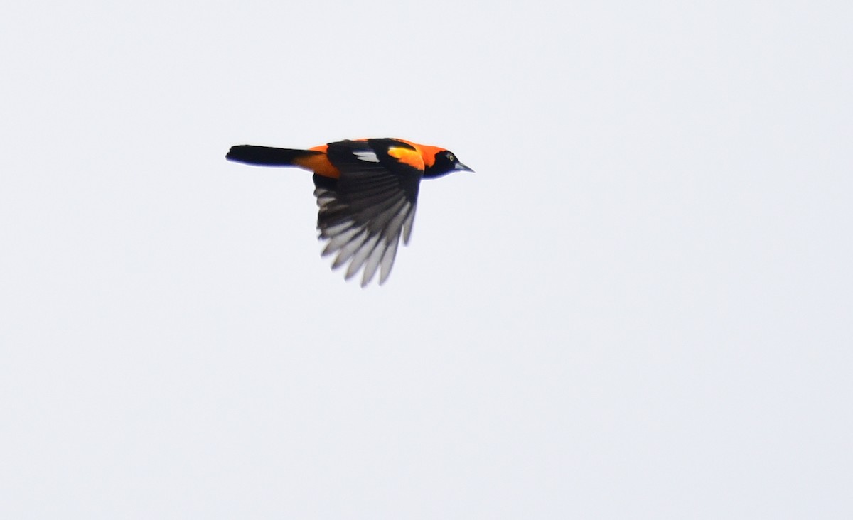 Orange-backed Troupial - Luiz Moschini