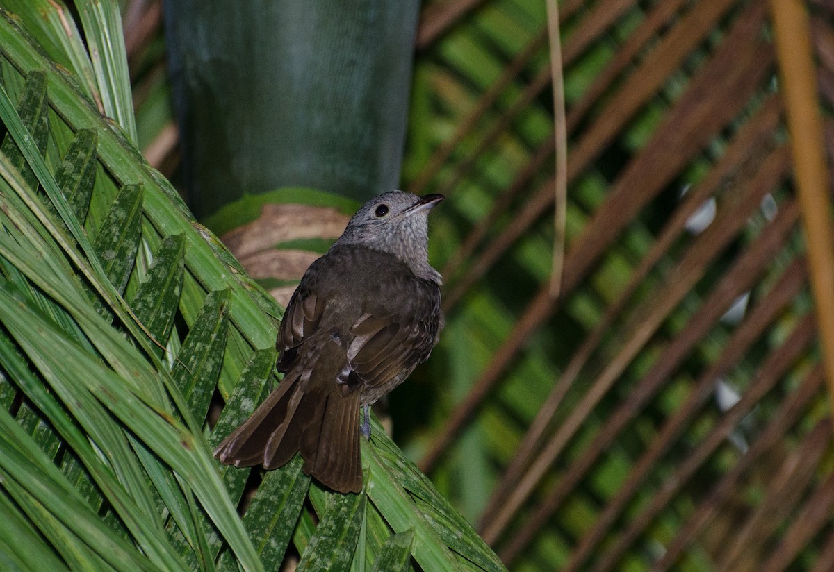 Cinnamon-vented Piha - Marcos Eugênio Birding Guide