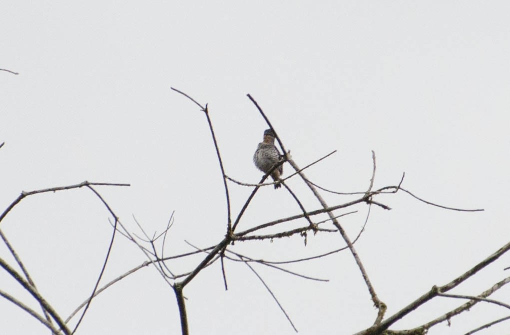 Buff-throated Purpletuft - Marcos Eugênio Birding Guide