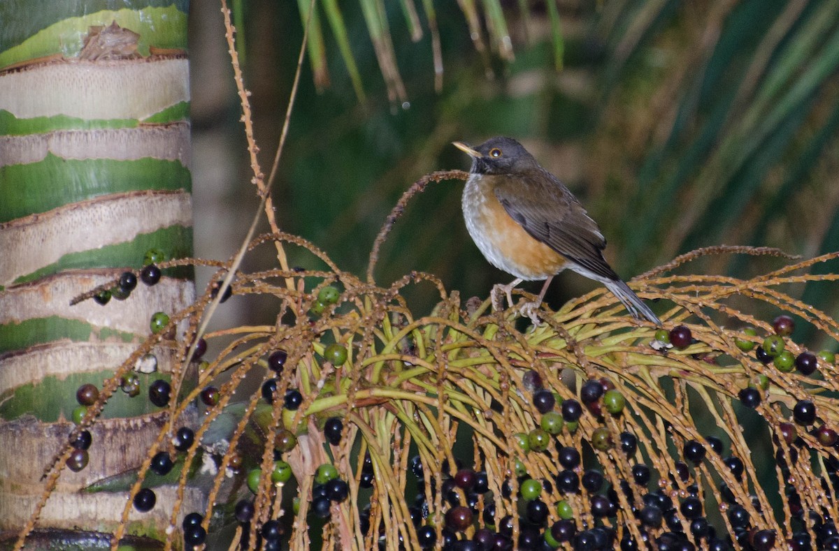 White-necked Thrush - Marcos Eugênio Birding Guide