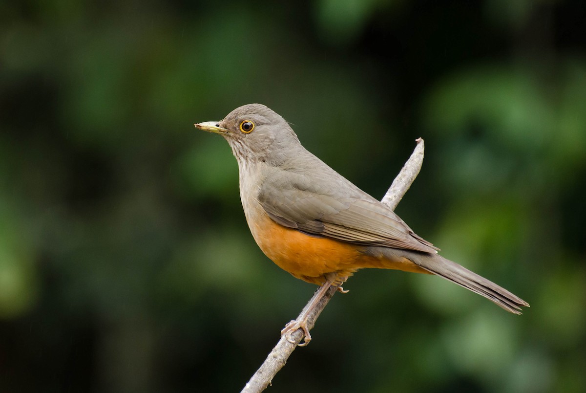 Rufous-bellied Thrush - ML103368221