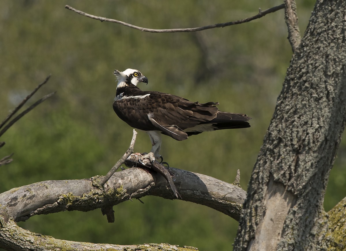 Osprey - Deborah Dohne