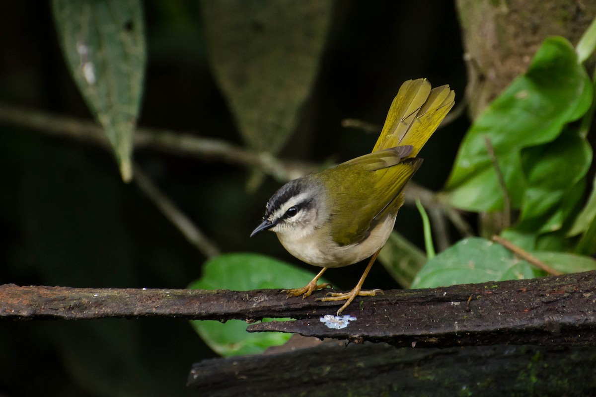 Riverbank Warbler - ML103368341